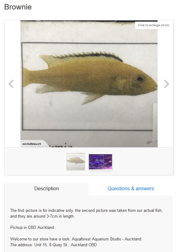 cichlids for sale craigslist